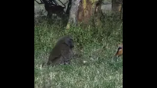 Baboon eats baby impala alive