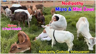 Micro Mini cows in our farm | Nadipathy Goshala | #minicow #miniature #youtube #punganur #cute #yt