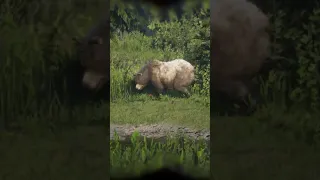 When You Are Watching Bear But The Bear Watches You - RDR2