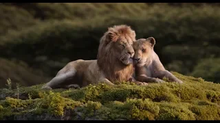 The Lion King | Love | English | In Cinemas July 19