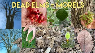 🔥Identification of Dead Elm Trees🔥 = Morel Mushroom Motherlodes! #morelmushrooms, #foraging