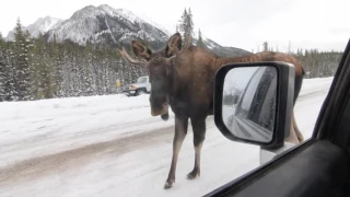 Moose Licking