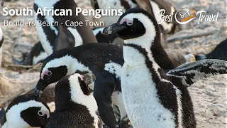 Best Time to Spot South African Penguins at Boulders Beach in Cape Town, South Africa