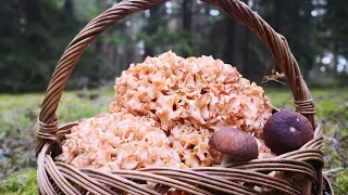 Pełen kosz grzybów w 10 minut