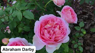 Кусочек цветущего розария🌹Розы Teasing Georgia, Abraham Darby, Delia, Jubilee Celebration, Boscobel