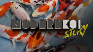 Modern Koi Story 2023 -  Selektion April die Zweite