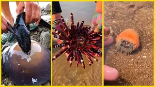 Awesome Fisherman Catching Seafood 🦐🦀 Deep Sea Octopus (Catch Crab, Catch Fish) - Tik Tok P28