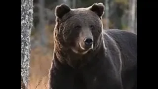 Terrifying Bear Attacks For 28 Minutes