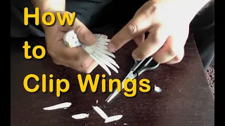 How to Clip a Budgie / Parakeet Wings | Tame Birds by Clipping a flight feathers : Easy Steps!