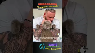 Quiropraxia em Gatos