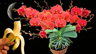 Orchids grow fast and bloom out of control with just 1 banana