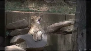 How a Lion Cub Gets Its Roar On