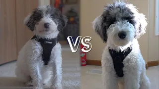 8 Wks vs. 6 Month Old Aussiedoodle Puppy (Differences)