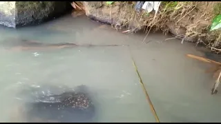 MANCING SIDAT UMPAN CACING DUA BABON DI DAPAT/mancingsidat tehnik jujul