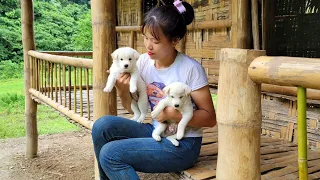 Going to the forest to see a lost puppy in the forest, Care and Raising | Linh Life