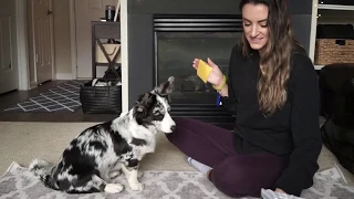 Teach Your Dog How to Kiss (EASY!)