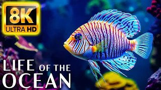 Life of the Ocean 8K ULTRA HD - 500 species of sea creatures with relaxing music and ocean sounds