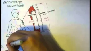 Temperature Homeostasis (Regulation)