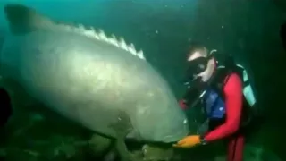 Massive Fish Bites Scuba Diver DANGER!