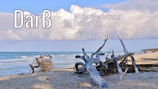 Fischland - Darß - Zingst |  Der wilde Weststrand und Natur pur am Darßer Ort | einfachnurreisen.de