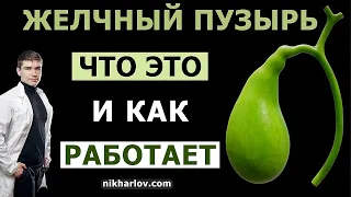 Что такое желчный пузырь. Как работают желчевыводящие пути. Когда выделяется желчь в кишечник.