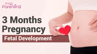 3 Months Pregnant - Know the Fetus Development