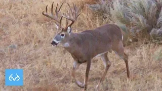 Low Shot On 180"+  Buck? | Giant Oklahoma Whitetail | Monster Bucks Monday