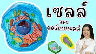 เซลล์ และ ออร์แกเนลล์ สรุปใน 10 นาที (cell and organelle)