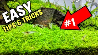 The #1 Tip For Easy Carpeting Plants In Aquarium!