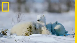 The Life of a Baby Polar Bear full Documentary