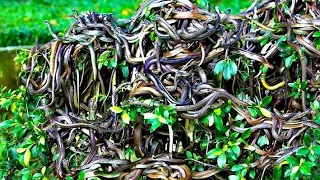 📀 ISLA NA PUNO NG MGA AHAS | Snake Island of Brazil | Misterio Ph