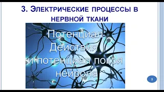 Потенциал действия и потенциал покоя нейрона  Синапс.