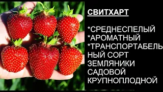 СВИТХАРТ среднеспелый сорт клубники