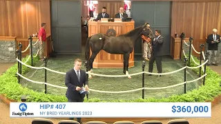 Authentic colt sells for $360,000 at NY Bred Yearlings (2023)