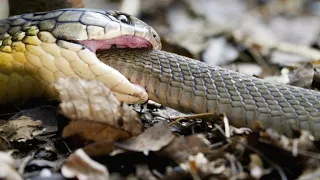 Warning: Here's a King Cobra Swallowing Another Snake Whole