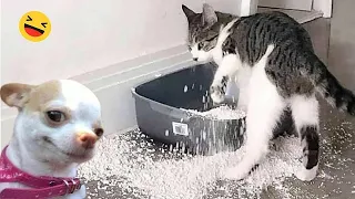 Ultimate Dog and Cat Funny Video Compilation of 2024