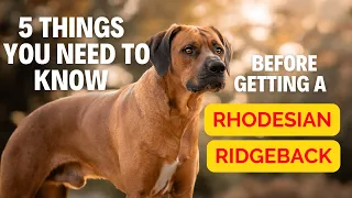 5 Thing You Need To Know Before Getting a Rhodesian Ridgeback