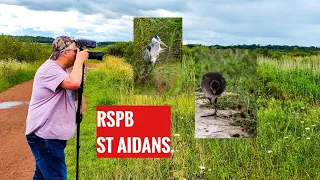 SEARCHING for a Little OWL | RSPB ST Aidans, LEEDS.