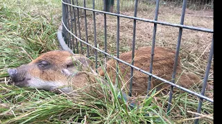 Trapping Wild Boar Hogs All Day Every Day