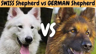 German Shepherd Dog vs Swiss White Shepherd Dog!