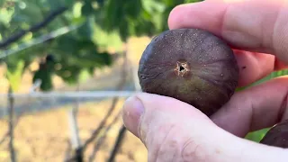 Two of the best in ground fig choices for the PNW