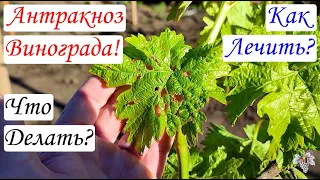 Внимание! АНТРАКНОЗ ВИНОГРАДА! Что ДЕЛАТЬ и Чем ЛЕЧИТЬ!