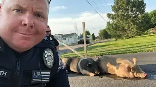 Police Protect Giant Pigs Laying In Middle Of Road