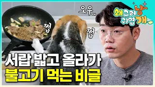 “프라이팬을 드리블해!” 설쌤도 인정한 역대급 식탐의 비글, 호날두! │#왜그러냥귀엽개