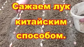 Сажаем лук китайским способом ,что бы он был крупный