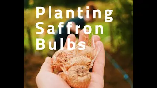 How to plant saffron crocus bulbs?