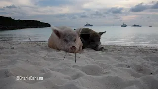 Charlie Bahama Sleeping Pigs of Exuma