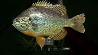 Russian Fishing 4 - Pumpkinseed Sunfish Trophy 469g - Seversky Donets River