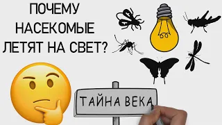 Почему насекомые летят на свет? ЗАГАДКА ВЕКОВ | Просто факты