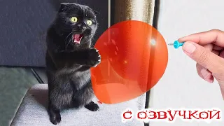 ПРИКОЛЫ С КОТАМИ! УЛЁТНЫЕ смешные коты С ОЗВУЧКОЙ! Смешные ЖИВОТНЫЕ!